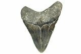 Serrated, Fossil Megalodon Tooth - North Carolina #328407-2